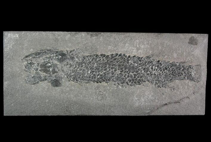 Devonian Lobed-Fin Fish (Osteolepis) - Scotland #92581